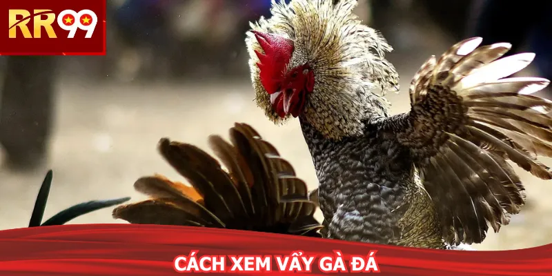 Cách Xem Vẩy Gà Đá Cực Chuẩn Từ Chuyên Gia RR99 2026