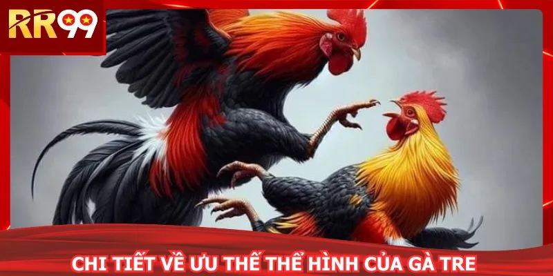 Chi tiết về ưu thế thể hình của gà tre 