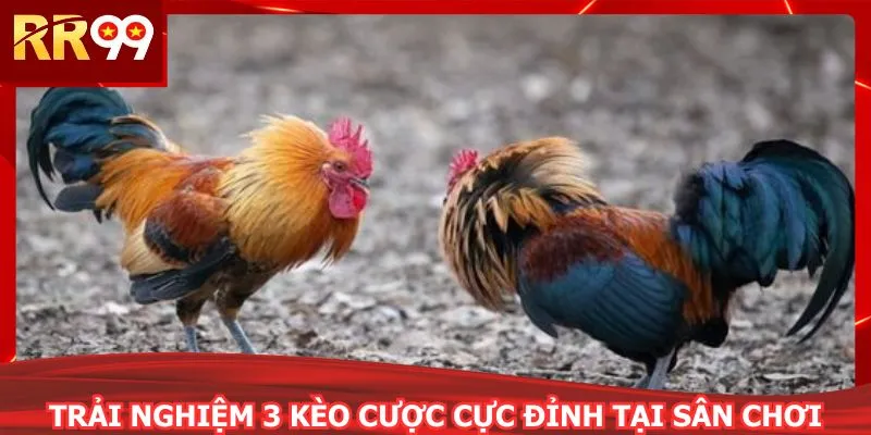 Trải nghiệm 3 kèo cược cực đỉnh tại sân chơi